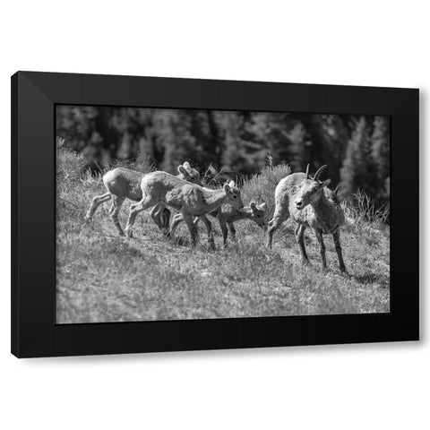 Bighorn Sheep, Yellowstone National Park Black Modern Wood Framed Art Print with Double Matting by Frank, Jacob W.