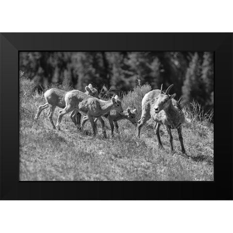Bighorn Sheep, Yellowstone National Park Black Modern Wood Framed Art Print by Frank, Jacob W.