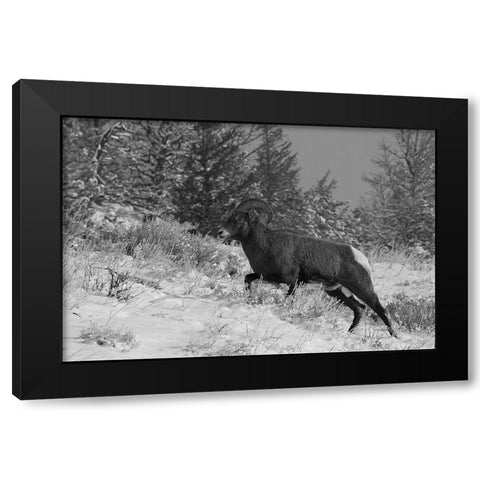 Bighorn Ram, Lamar Valley, Yellowstone National Park Black Modern Wood Framed Art Print with Double Matting by Peaco, Jim
