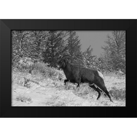 Bighorn Ram, Lamar Valley, Yellowstone National Park Black Modern Wood Framed Art Print by Peaco, Jim