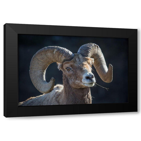 Bighorn sheep, Lamar Valley, Yellowstone National Park Black Modern Wood Framed Art Print by The Yellowstone Collection