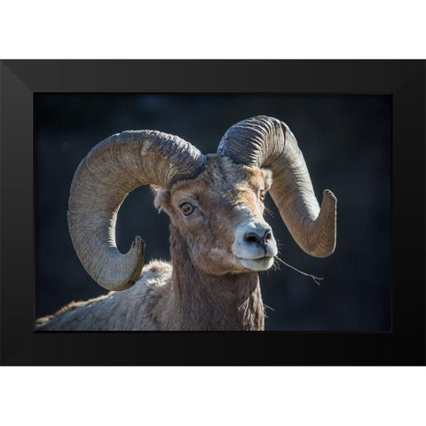 Bighorn sheep, Lamar Valley, Yellowstone National Park Black Modern Wood Framed Art Print by The Yellowstone Collection