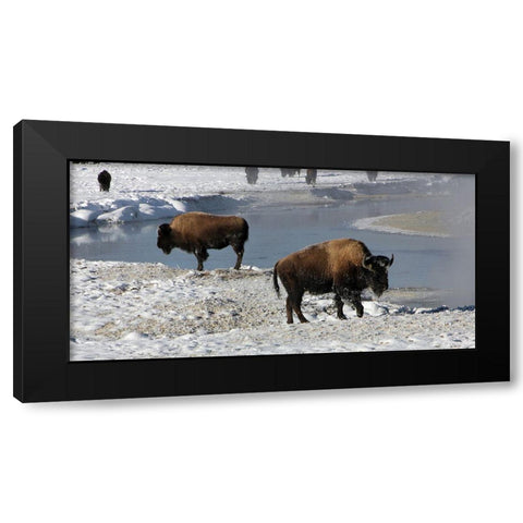 Bison along the Gibbon River, Yellowstone National Park Black Modern Wood Framed Art Print with Double Matting by Renkin, Diane