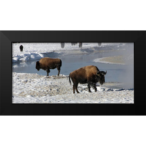 Bison along the Gibbon River, Yellowstone National Park Black Modern Wood Framed Art Print by Renkin, Diane