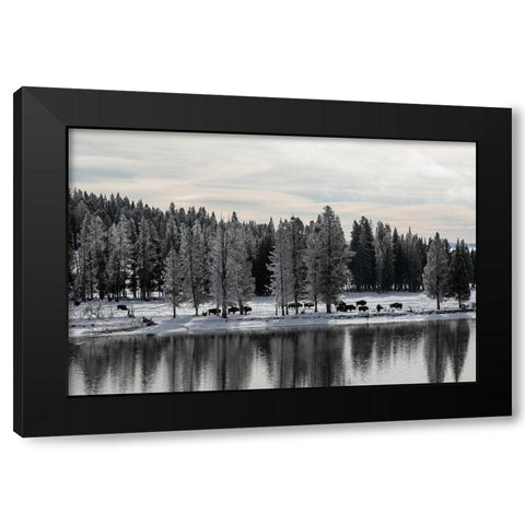 Bison along the Yellowstone River, Yellowstone National Park Black Modern Wood Framed Art Print with Double Matting by Renkin, Diane