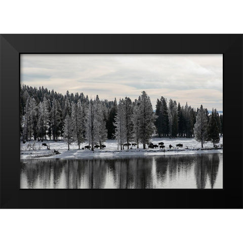 Bison along the Yellowstone River, Yellowstone National Park Black Modern Wood Framed Art Print by Renkin, Diane