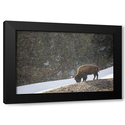 Bison, Blacktail Deer Plateau, Yellowstone National Park Black Modern Wood Framed Art Print with Double Matting by The Yellowstone Collection