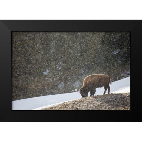 Bison, Blacktail Deer Plateau, Yellowstone National Park Black Modern Wood Framed Art Print by The Yellowstone Collection