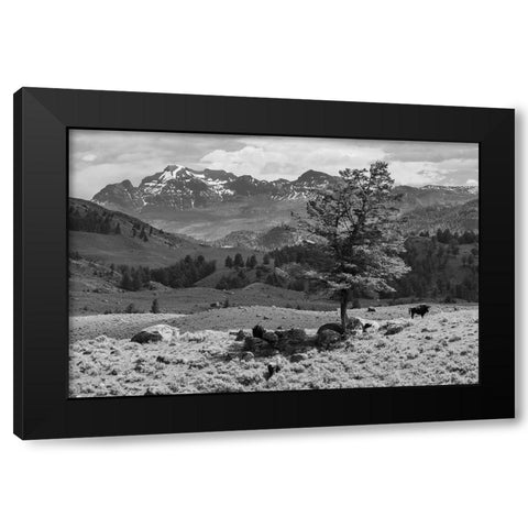 Bison near Cutoff Mountain, Yellowstone National Park Black Modern Wood Framed Art Print by The Yellowstone Collection