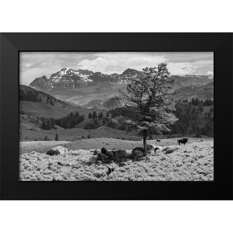 Bison near Cutoff Mountain, Yellowstone National Park Black Modern Wood Framed Art Print by The Yellowstone Collection