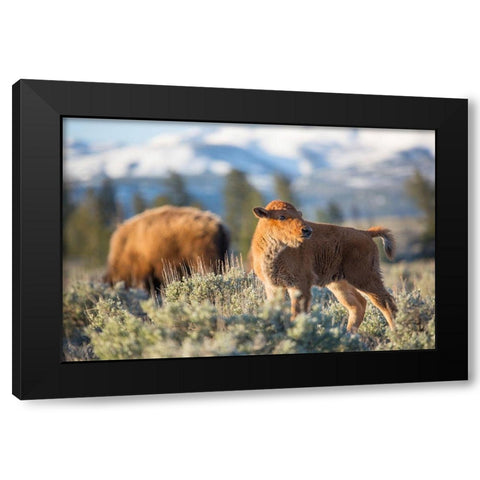 Bison Calf, Blacktail Deer Plateau, Yellowstone National Park Black Modern Wood Framed Art Print with Double Matting by The Yellowstone Collection