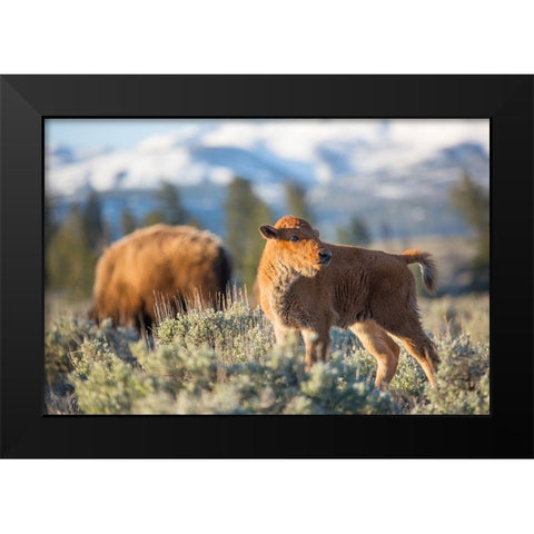 Bison Calf, Blacktail Deer Plateau, Yellowstone National Park Black Modern Wood Framed Art Print by The Yellowstone Collection