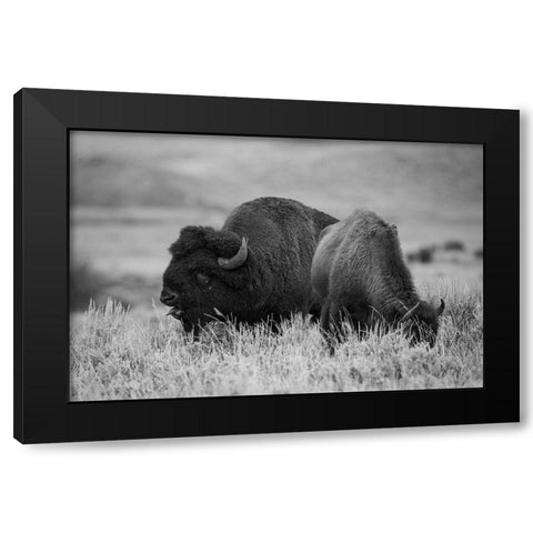 Bison Bull and Cow, Yellowstone National Park Black Modern Wood Framed Art Print with Double Matting by Herbert, Neal