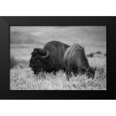 Bison Bull and Cow, Yellowstone National Park Black Modern Wood Framed Art Print by Herbert, Neal