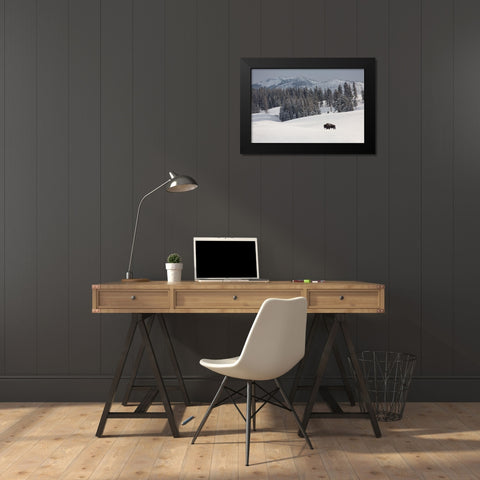 Bison Bull, Blacktail Deer Plateau, Yellowstone National Park Black Modern Wood Framed Art Print by The Yellowstone Collection