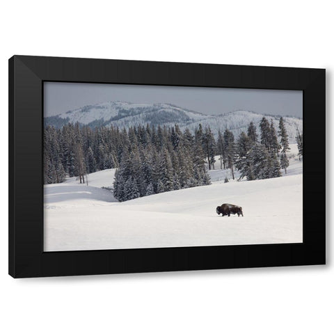 Bison Bull, Blacktail Deer Plateau, Yellowstone National Park Black Modern Wood Framed Art Print with Double Matting by The Yellowstone Collection