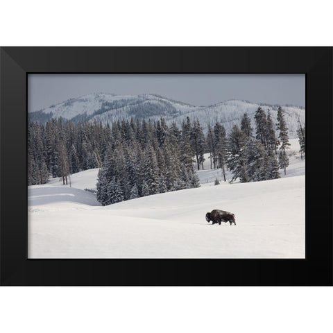 Bison Bull, Blacktail Deer Plateau, Yellowstone National Park Black Modern Wood Framed Art Print by The Yellowstone Collection