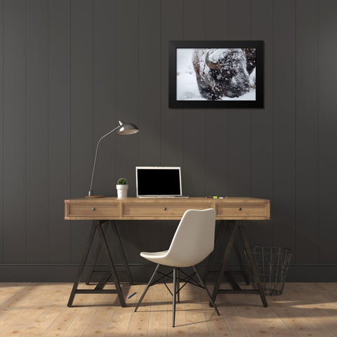 Bison in a snow storm Lamar Valley, Yellowstone National Park Black Modern Wood Framed Art Print by Herbert, Neal