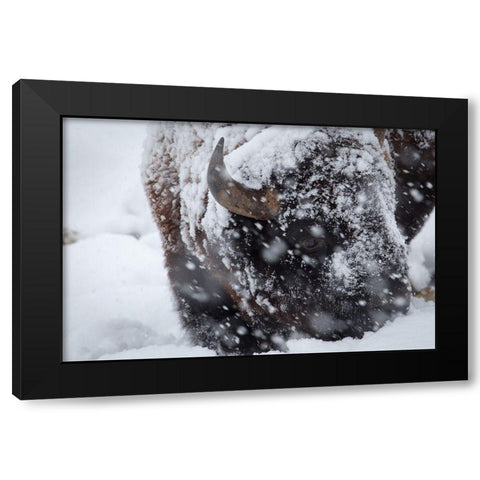 Bison in a snow storm Lamar Valley, Yellowstone National Park Black Modern Wood Framed Art Print by Herbert, Neal