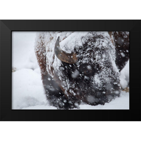 Bison in a snow storm Lamar Valley, Yellowstone National Park Black Modern Wood Framed Art Print by Herbert, Neal