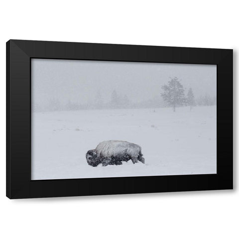 Bison on Swan Lake Flat, Yellowstone National Park Black Modern Wood Framed Art Print with Double Matting by The Yellowstone Collection