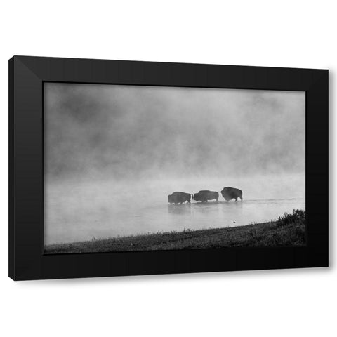 Bison crossing Yellowstone River, Yellowstone National Park Black Modern Wood Framed Art Print by Peaco, Jim