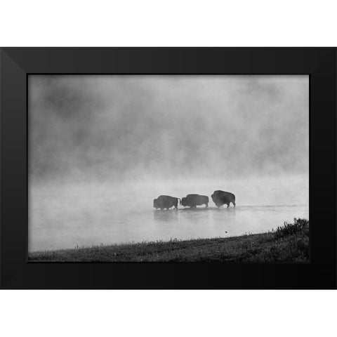 Bison crossing Yellowstone River, Yellowstone National Park Black Modern Wood Framed Art Print by Peaco, Jim