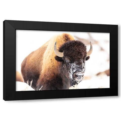 Bison face with snow, Yellowstone National Park Black Modern Wood Framed Art Print by The Yellowstone Collection