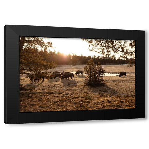 Bison graze near Norris Junction, Yellowstone National Park Black Modern Wood Framed Art Print with Double Matting by The Yellowstone Collection