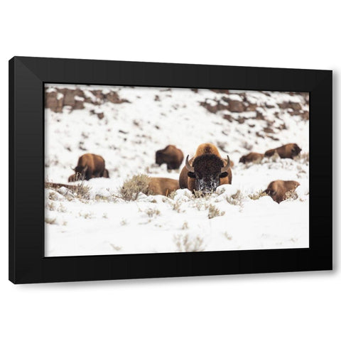 Bison group in snow, Yellowstone National Park Black Modern Wood Framed Art Print with Double Matting by Spice, Josh