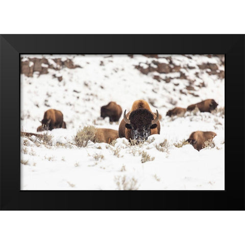 Bison group in snow, Yellowstone National Park Black Modern Wood Framed Art Print by Spice, Josh