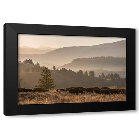 Bison herd, Lamar Valley, Yellowstone National Park Black Modern Wood Framed Art Print by The Yellowstone Collection