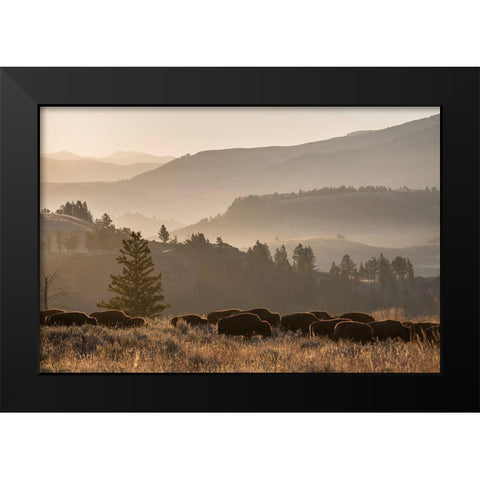 Bison herd, Lamar Valley, Yellowstone National Park Black Modern Wood Framed Art Print by The Yellowstone Collection