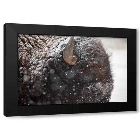 Bison in snow, Mammoth Hot Springs, Yellowstone National Park Black Modern Wood Framed Art Print with Double Matting by The Yellowstone Collection