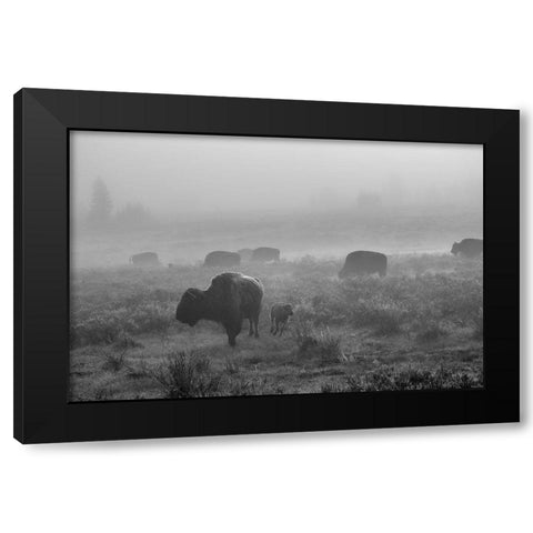 Bison in the fog, Swan Lake Flat, Yellowstone National Park Black Modern Wood Framed Art Print with Double Matting by The Yellowstone Collection