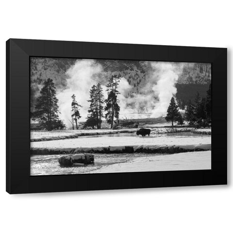 Bison near Biscuit Basin, Yellowstone National Park Black Modern Wood Framed Art Print with Double Matting by The Yellowstone Collection