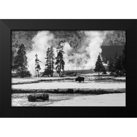 Bison near Biscuit Basin, Yellowstone National Park Black Modern Wood Framed Art Print by The Yellowstone Collection