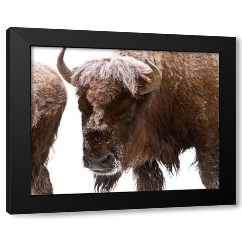 Bison near Elk Park, Yellowstone National Park Black Modern Wood Framed Art Print by Peaco, Jim