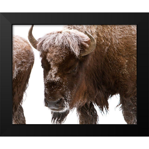 Bison near Elk Park, Yellowstone National Park Black Modern Wood Framed Art Print by Peaco, Jim