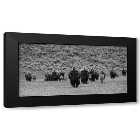 Bison on the move, Lamar Valley, Yellowstone National Park Black Modern Wood Framed Art Print with Double Matting by The Yellowstone Collection