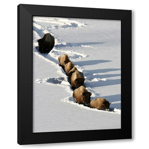 Bison near Tower Junction, Yellowstone National Park Black Modern Wood Framed Art Print with Double Matting by Peaco, Jim