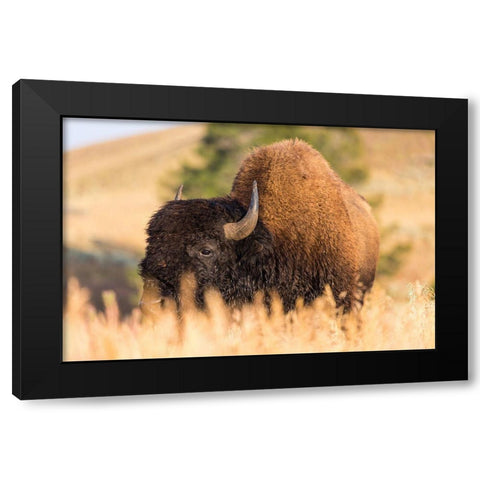Bison, Blacktail Deer Plateau, Yellowstone National Park Black Modern Wood Framed Art Print with Double Matting by The Yellowstone Collection