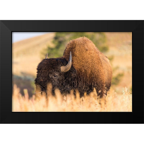 Bison, Blacktail Deer Plateau, Yellowstone National Park Black Modern Wood Framed Art Print by The Yellowstone Collection