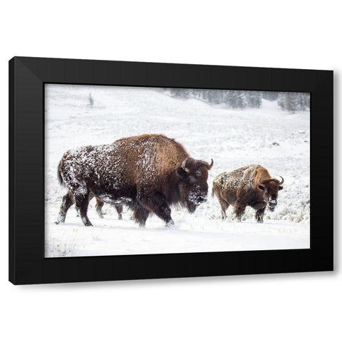 Bison I, Lamar Valley, Yellowstone National Park Black Modern Wood Framed Art Print by The Yellowstone Collection