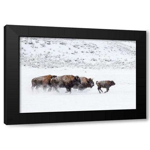 Bison II, Lamar Valley, Yellowstone National Park Black Modern Wood Framed Art Print with Double Matting by The Yellowstone Collection