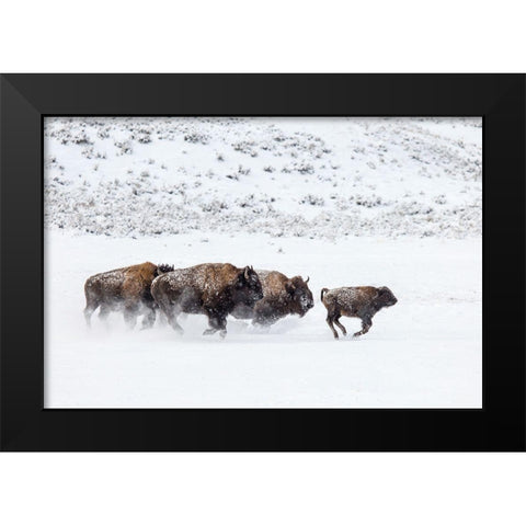 Bison II, Lamar Valley, Yellowstone National Park Black Modern Wood Framed Art Print by The Yellowstone Collection
