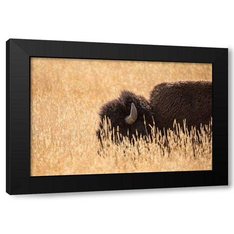 Bison III, Lamar Valley, Yellowstone National Park Black Modern Wood Framed Art Print with Double Matting by The Yellowstone Collection