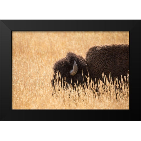 Bison III, Lamar Valley, Yellowstone National Park Black Modern Wood Framed Art Print by The Yellowstone Collection