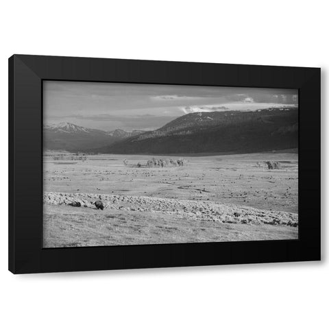 Bison IV, Lamar Valley, Yellowstone National Park Black Modern Wood Framed Art Print by The Yellowstone Collection
