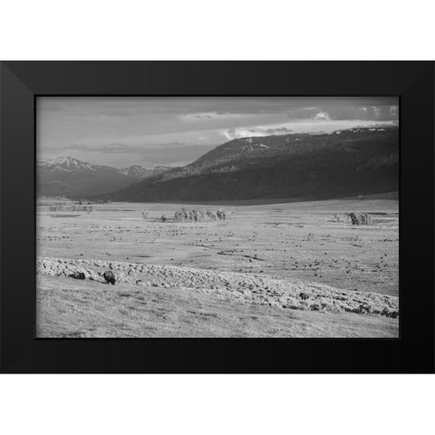 Bison IV, Lamar Valley, Yellowstone National Park Black Modern Wood Framed Art Print by The Yellowstone Collection
